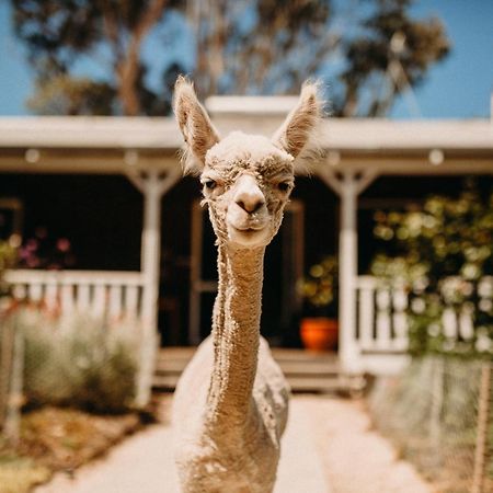 Margaret River Holiday Cottages Exterior foto